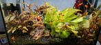 Platy's te koop, Vis