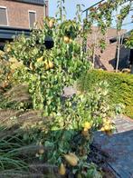 3 Perenboom klein circa 30jaar oud, Tuin en Terras, Ophalen, Minder dan 100 cm, Overige soorten