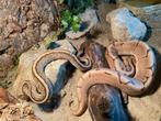 dit prachtige koppel python’s  te koop, Dieren en Toebehoren, Reptielen en Amfibieën, Slang, Met terrarium, 3 tot 6 jaar