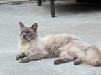 prachtige blue point kater, Kater, Gechipt, 0 tot 2 jaar