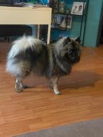 Keeshond te koop, Dieren en Toebehoren, 15 weken tot 1 jaar, Teef, Eén hond, Nederland