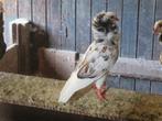 2 mooie 3 kleurige  oud hollandse kapucijnen sierduiven, Dieren en Toebehoren, Vogels | Duiven, Meerdere dieren, Overige soorten
