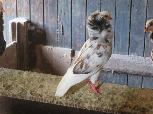 2 mooie 3 kleurige  oud hollandse kapucijnen sierduiven, Dieren en Toebehoren, Vogels | Duiven, Overige soorten, Meerdere dieren