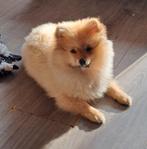 Pomeriaan pup, Dieren en Toebehoren, Honden | Poolhonden, Keeshonden en Oertypen, Keeshond, 8 tot 15 weken, Teef, Parvo
