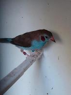 Roodwang blauwfazantje man, Dieren en Toebehoren, Mannelijk, Tropenvogel