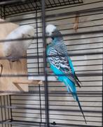 Mooi koppel Engels parkieten, Meerdere dieren, Parkiet