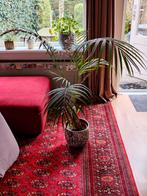 Palm incl pot (1m hoog ongv), Ophalen, Halfschaduw, Minder dan 100 cm