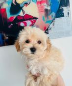 Super mooi MALTIPOO reutje, maltezer x toy poedel, Dieren en Toebehoren, CDV (hondenziekte), 8 tot 15 weken, Meerdere, Nederland