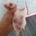 Te koop aangeboden prachtige pomeriaan dwergkees pups, gedoo, Dieren en Toebehoren, Honden | Dekreuen, 8 tot 15 weken, Meerdere