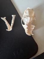 Schedel van een Nerts, Ophalen of Verzenden, Gebruikt, Wild dier, Schedel