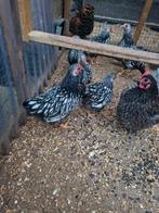 Wyandotte kriel henen zilver-zwart gezoomd, Dieren en Toebehoren, Pluimvee, Vrouwelijk, Kip
