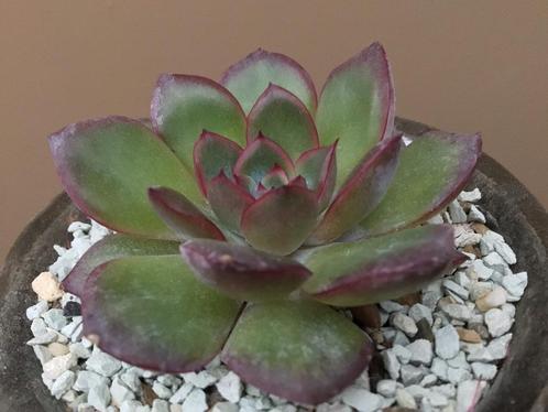 Echeveria Pink Line Succulenten Vetplanten Kuipplanten, Huis en Inrichting, Kamerplanten, Vetplant, Ophalen of Verzenden