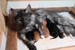 Prachtige Maine Coon kittens met Stamboom, Meerdere dieren, Gechipt, 0 tot 2 jaar