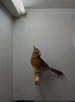 Rode kardinaal, Dieren en Toebehoren, Vogels | Overige Vogels, Meerdere dieren, Wildzangvogel, Geringd