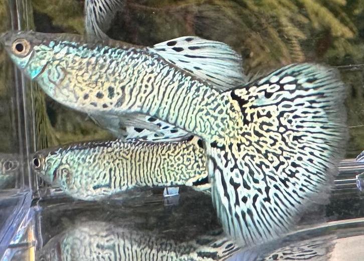 ***Snakeskin White Cobra***, Dieren en Toebehoren, Vissen | Aquariumvissen, Zoetwatervis, Vis, Schoolvis