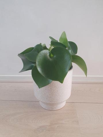 Mooie geglazuurde bloempot beschikbaar voor biedingen