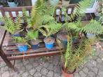 Varens, Tuin en Terras, Ophalen, Bloeit niet, Varens, Halfschaduw