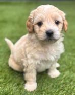Maltipoo pups, Overige rassen, CDV (hondenziekte), 8 tot 15 weken, Meerdere