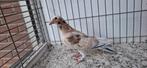 Postduiven almond, Dieren en Toebehoren, Vogels | Duiven, Meerdere dieren, Postduif