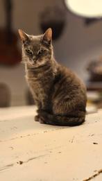 Wie geeft Murphy haar kalme thuis, Dieren en Toebehoren, Katten en Kittens | Overige Katten, Poes, Kortharig, 6 jaar of ouder