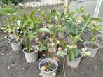 Aardbeien planten, Tuin en Terras, Planten | Tuinplanten, Ophalen, Zomer, Volle zon