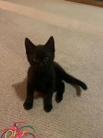 Lieve kitten, Dieren en Toebehoren, Katten en Kittens | Raskatten | Korthaar, Kater, Ontwormd, 0 tot 2 jaar