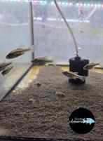 Chapalichthys pardalis, Vis, Zoetwatervis