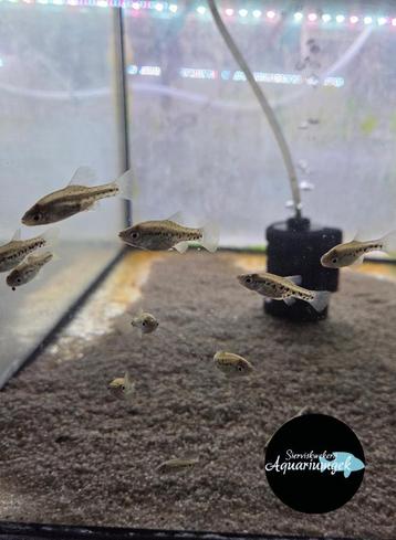 Chapalichthys pardalis beschikbaar voor biedingen