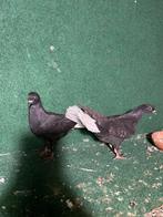 Syrische duiven, Dieren en Toebehoren, Meerdere dieren