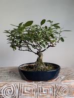 Pyracantha Bonsai, Bloeit niet, Halfschaduw, Minder dan 100 cm, Overige soorten