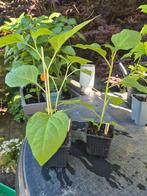 Lampionplant, Ophalen, Zomer, Overige soorten, Halfschaduw
