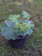 vrouwenmantel, Vaste plant, Halfschaduw, Zomer, Ophalen