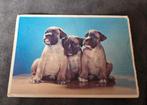 Boxerpuppy's - Walter Chandoha, Verzenden, 1960 tot 1980, Gelopen, Hond of Kat