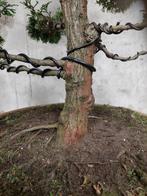Pre bonsai chamecyparis obtusa Nana Gracilis, Tuin en Terras, Planten | Bomen, Ophalen of Verzenden