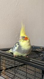 Vrouwlijke jonge valkparkiet incl kooi en benodigdheden, Dieren en Toebehoren, Vrouwelijk, Parkiet, Geringd