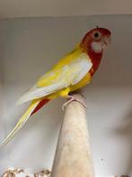 Lutino en rubino rosella's koppels, Meerdere dieren