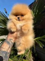 Super mini Pomeriaan, Dieren en Toebehoren, Rabiës (hondsdolheid), 8 tot 15 weken, Buitenland, Eén hond