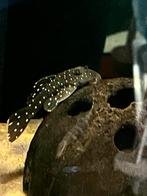 L 030 Obligancistrus peppermint pleco ( eigen fotos ), Vis