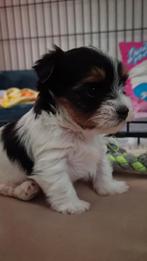 Biewer Yorkshire terrier pup, Dieren en Toebehoren, Honden | Jack Russells en Terriërs, Yorkshire Terriër, Reu, 8 tot 15 weken