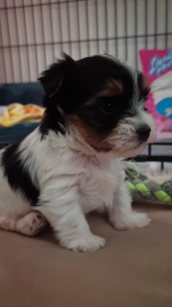 Biewer Yorkshire terrier pup, Dieren en Toebehoren, Honden | Jack Russells en Terriërs, Reu, Yorkshire Terriër, Fokker | Hobbymatig