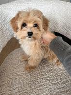 Premium maltipoo F1 teefje micro, Particulier, Rabiës (hondsdolheid), Overige rassen, 8 tot 15 weken