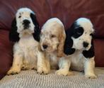 Engelse cocker spaniel pups, Dieren en Toebehoren, Honden | Retrievers, Spaniëls en Waterhonden, België, Fokker | Hobbymatig, Rabiës (hondsdolheid)