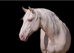 Lusitano hengst ter dekking, Dieren en Toebehoren, Paarden en Pony's | Dekhengsten en Fokmerries, Hengst