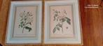 2 oude Litho's PJ Redouté decor van Rozen in prachtige Lijst, Ophalen