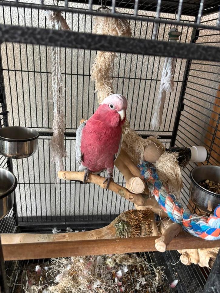 Rosékaketoe Eolophus roseicapillus, Dieren en Toebehoren, Vogels | Parkieten en Papegaaien, Parkiet, Meerdere dieren, Tam