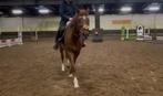 Hele lieve fitte werkwillige pony, Dieren en Toebehoren, Pony's, Ruin, D pony (1.37m tot 1.48m), Met stamboom, 11 jaar of ouder