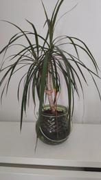 Dracaena in mooie groene lantaren pot, Ophalen, Overige soorten, Minder dan 100 cm