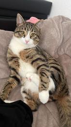 Europees korthaar, Dieren en Toebehoren, Katten en Kittens | Overige Katten, Kater