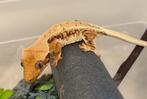 Lilly white wimpergekko vrouw, Hagedis, 0 tot 2 jaar