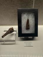 *GEM* Spinosaurus tand - 4cm, Ophalen of Verzenden, Fossiel
